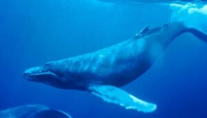 Cientistas estão planejando vida após encontrar extraterrestres 3 Humpback Whale underwater shot 20250721 122134