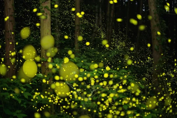 ZRuS4eaTBQTjmALwhVAAqZ 970 80.jpg