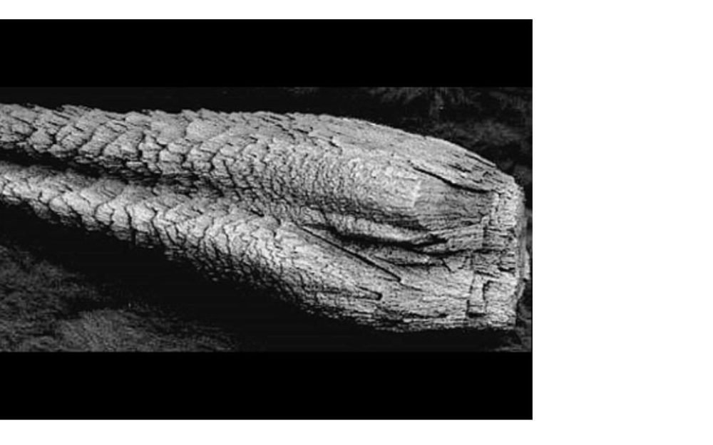 ca88914f02dec148f1c9cb7cf73e932c1597675621