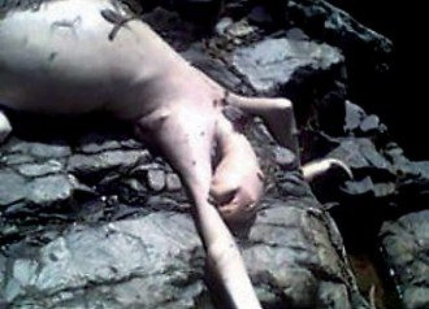 O bicho-pregui&ccedil;a panamenho que acabou na rede mundial como um ET