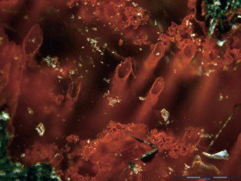 Os t&uacute;bulos e filamentos encontrados pr&oacute;ximos a Queb&eacute;c, Canad&aacute;