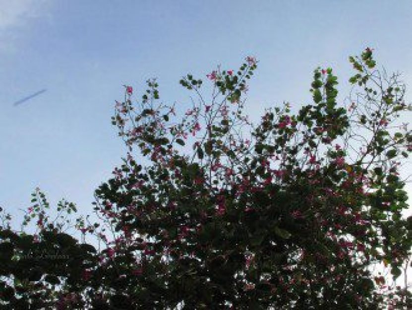 &Agrave; esquerda, o curioso artefato cil&iacute;ndrico flagrado em Americana