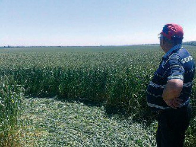 Sergey Anisimov olha, pasmo, sua planta&ccedil;&atilde;o atingida em cheio por um lindo agroglifo
