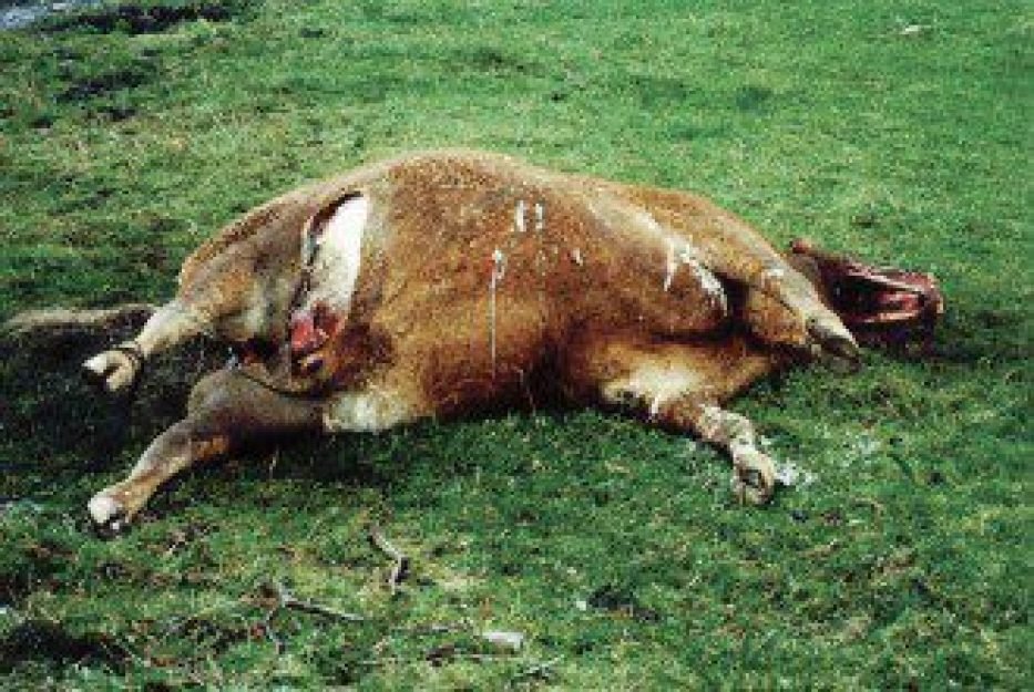 Mortes de animais misteriosas, possivelmente pela a&ccedil;&atilde;o de ETs, foram acompanhadas pelo FBI