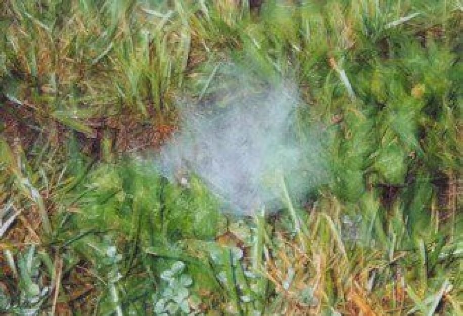 Cabelo de anjo encontrado nos EUA pode ser resto de dejetos de extraterrestres