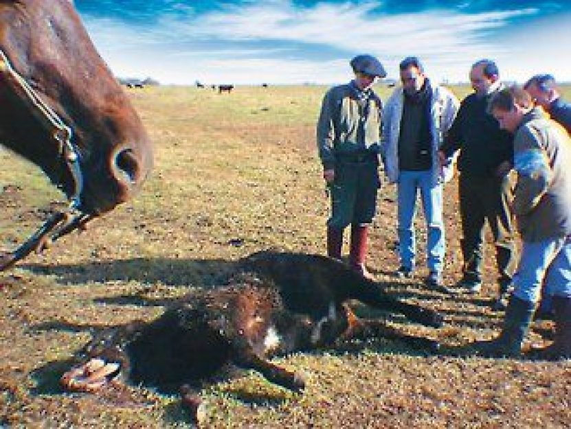 Mutila&ccedil;&otilde;es de gado voltam a ser registradas na Argentina. Seria o in&iacute;cio de uma nova onda, como a de 2002?