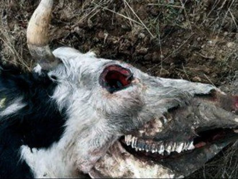 Foto de um dos primeiros