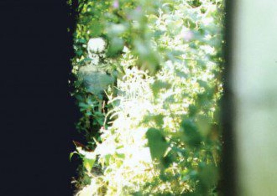 A Estranha Criatura observada em Ponta Grossa. Ainda n&atilde;o se confirmou a autenticidade da fotografia