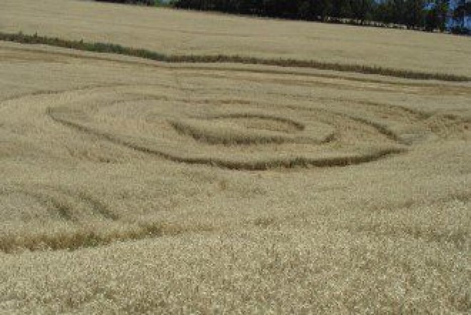 A estranha figura de 01 de novembro de 2010, que se sup&otilde;e ser um agroglifo